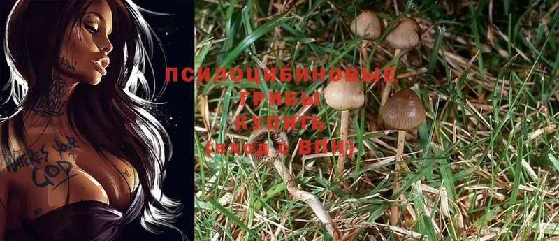 Галлюциногенные грибы Psilocybe  Майский 